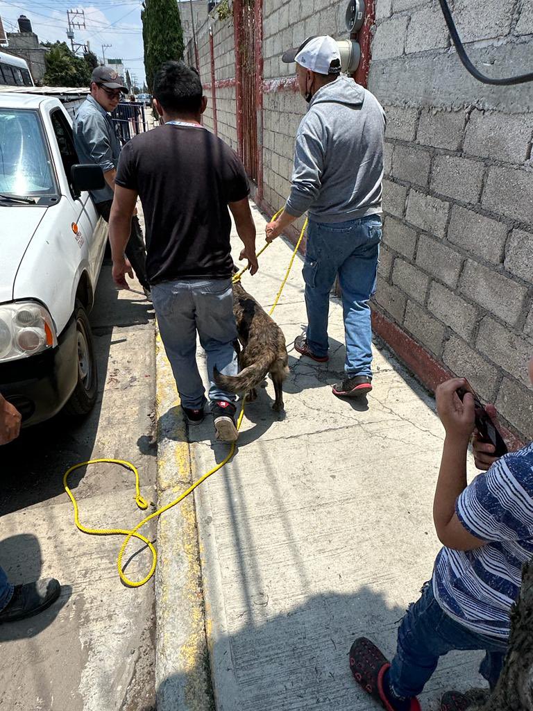 Rescatan a Luna, perrita que vivía encadenada en Toluca