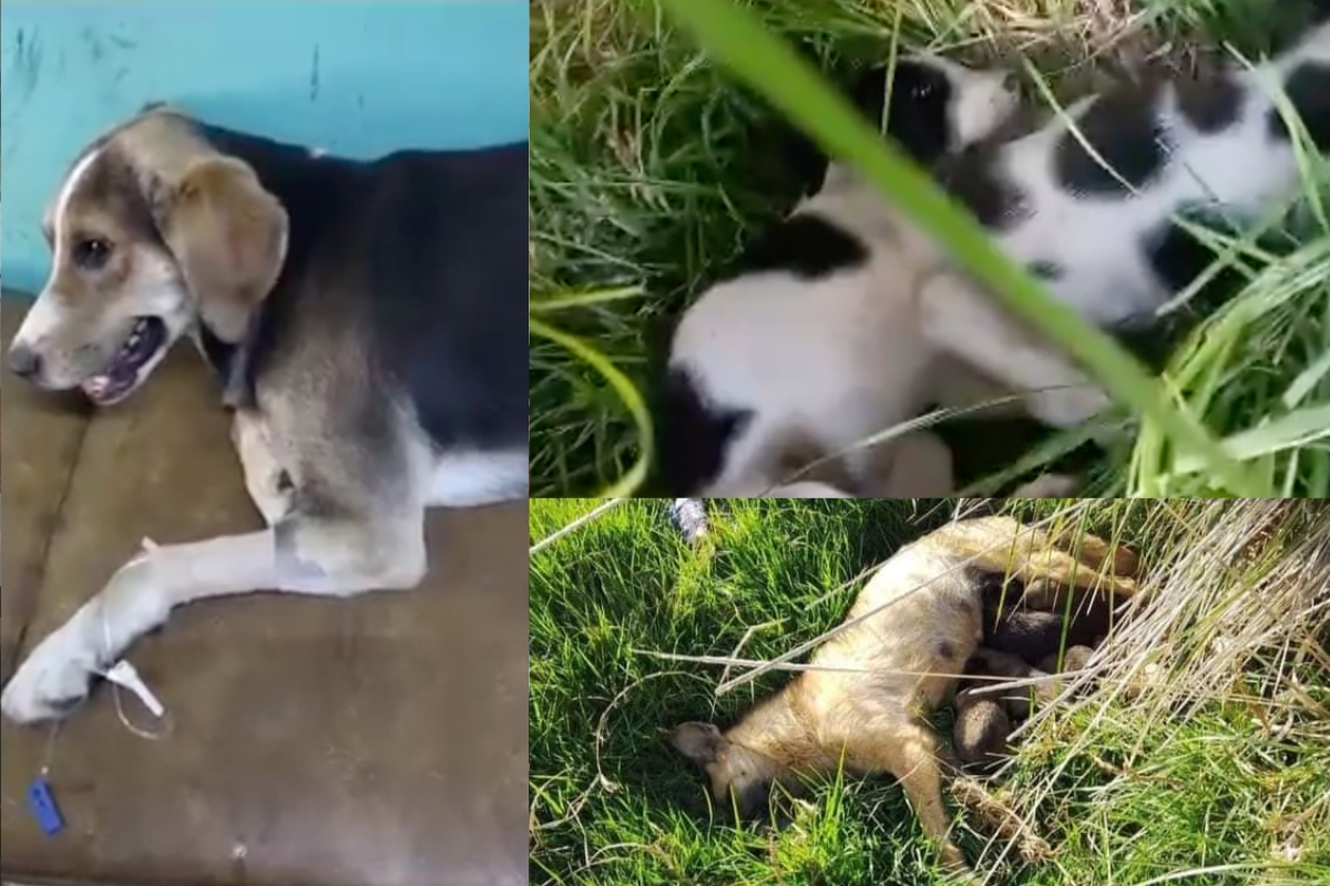 VIDEOS | Envenenamientos masivos cobran vida de 12 perros en Toluca