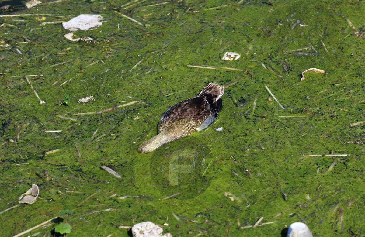 Por contaminación, mueren patos en bordo de Palmillas