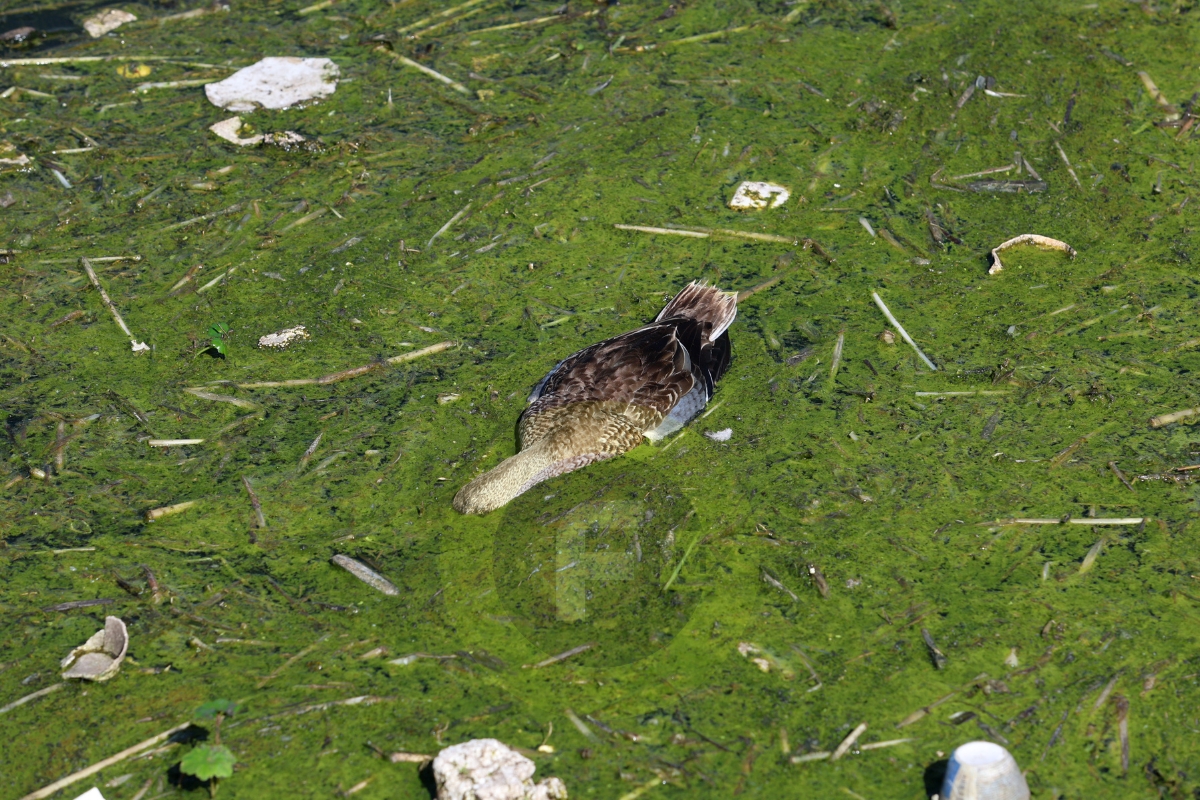Por contaminación, mueren patos en bordo de Palmillas