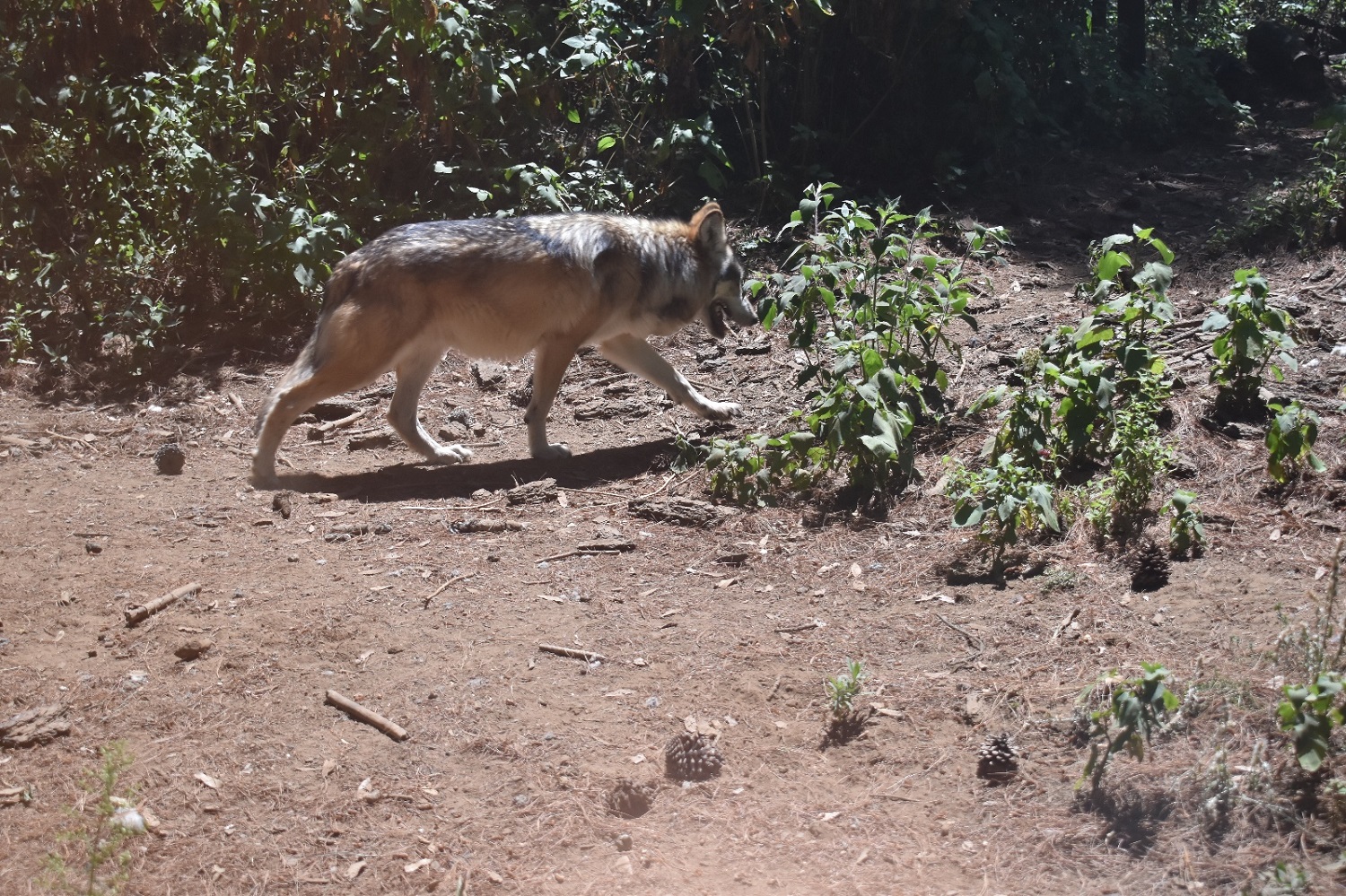 Lobo gris mexicano en peligro de extinción 