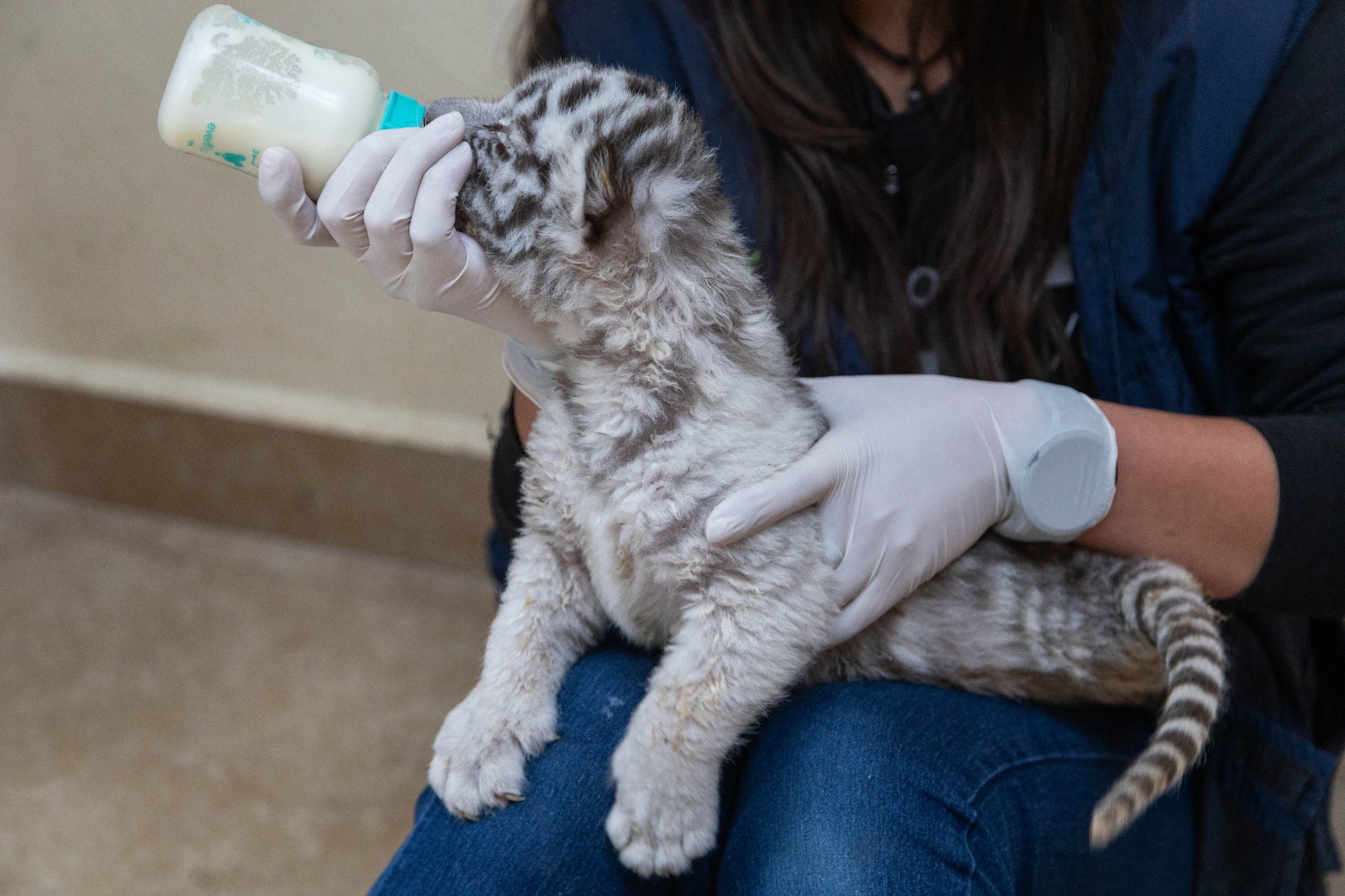 En el Zoológico de Zacango nacieron dos crías hembra de tigre blanco