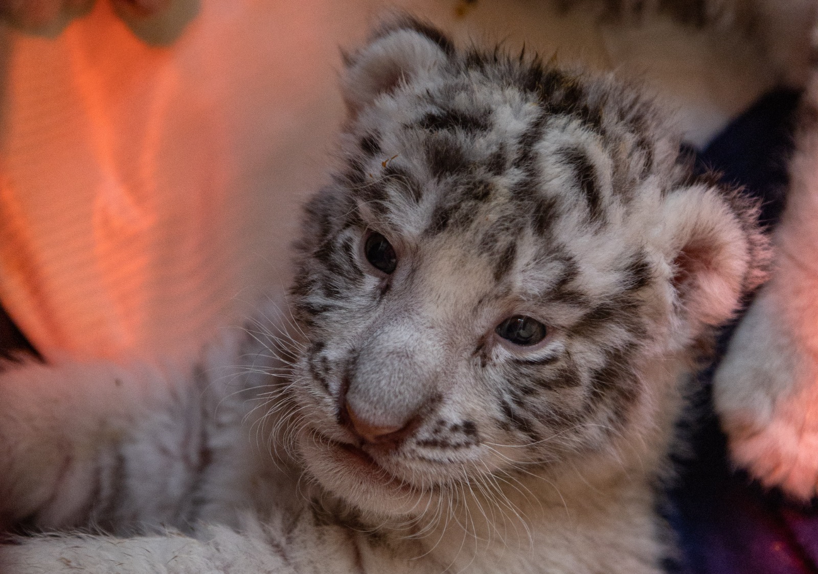 En el Zoológico de Zacango nacieron dos crías hembra de tigre blanco