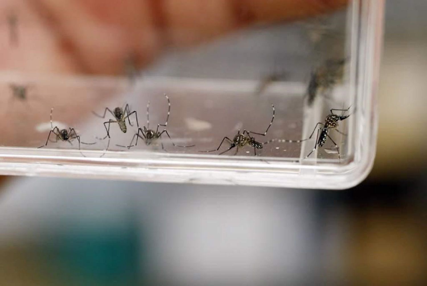 Lanzan campaña contra dengue en Edomex; van 13 casos