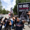 Encontronazo entre activistas y empresarios por corridas de toros