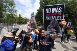 Encontronazo entre activistas y empresarios por corridas de toros