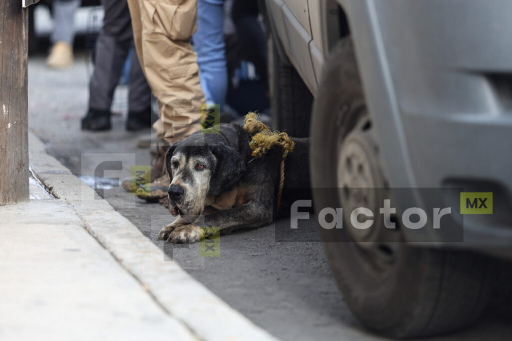 Investigan sacrificio de perros en Mexicaltzingo; resguardan 108 animales
