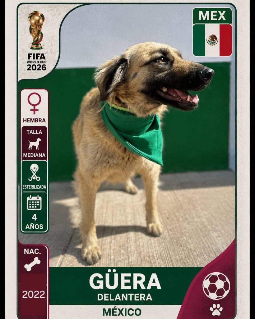 Adopción mundialista: buscan hogar para lomitos en Almoloya